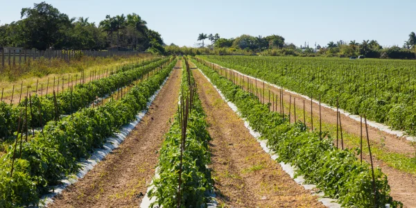 plantation